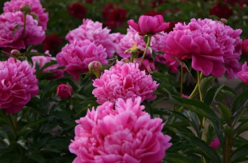 Peony Flowers