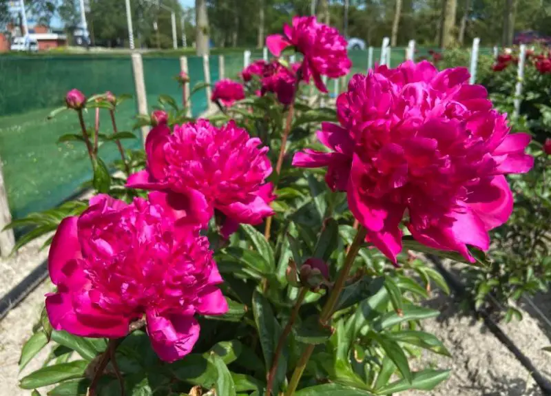 Peony Flowers