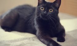 1000+ Black Cat Names for Your Furry Friend