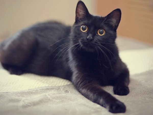 Black Cat Names