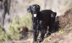 Black Golden Retriever: Characteristics, Care, and Personality