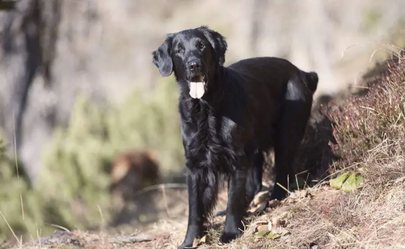 Black Golden Retriever