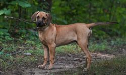 Black Mouth Cur: Everything You Need to Know