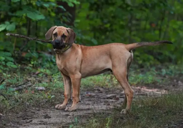 Black Mouth Cur