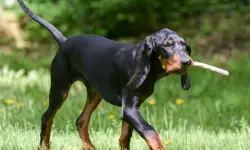 Black and Tan Coonhound: A Unique Breed with Incredible Skills