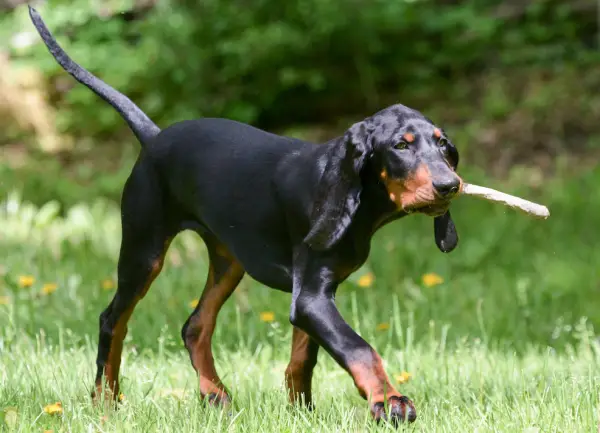 Black and Tan Coonhound