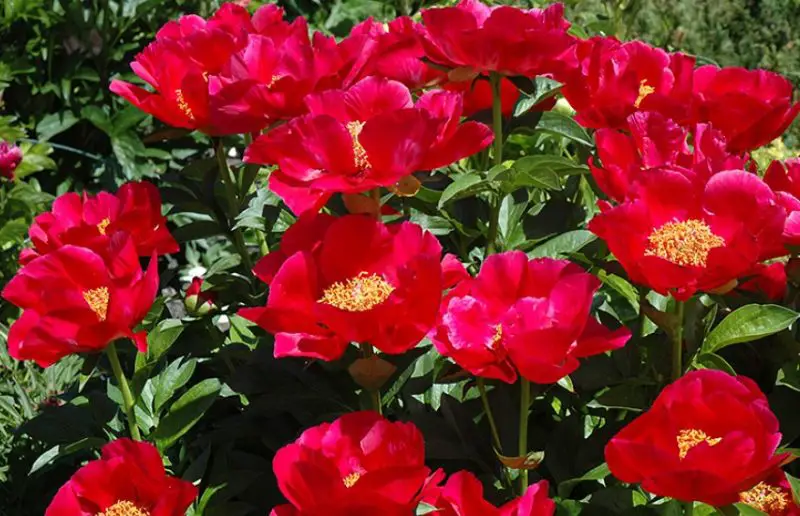 Peony Flowers