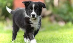 Border Collie Puppies: The Ultimate Guide to Raising a Smart Pup!