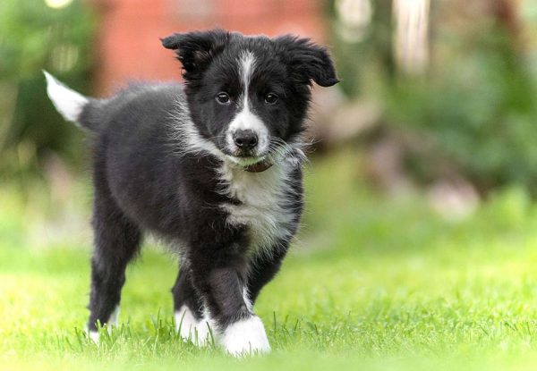 Border Collie Puppies