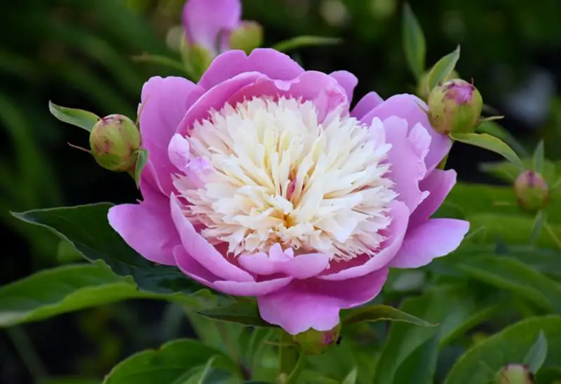 Peony Flowers