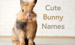 6000+ Cute Bunny Names