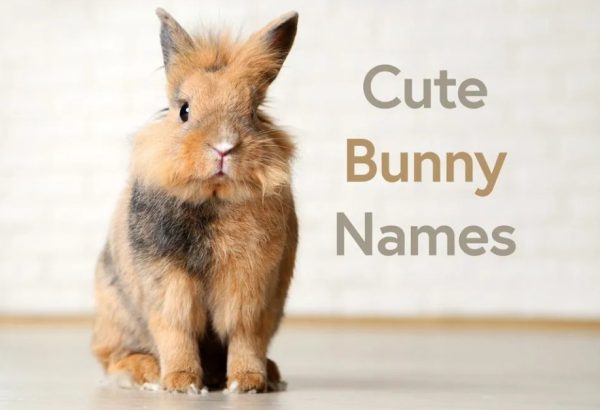 Bunny Names