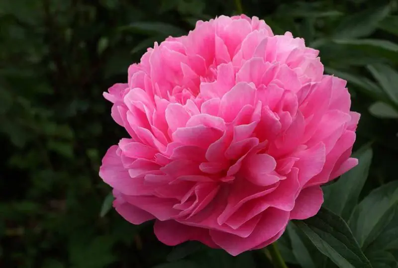 Peony Flowers