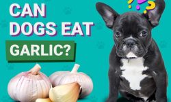 Can Dogs Eat Garlic? The Shocking Truth Revealed!