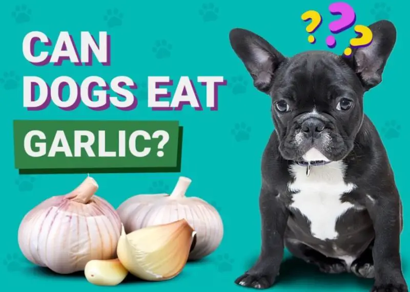 Can Dogs Eat Garlic