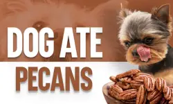 Can Dogs Eat Pecans? What Every Pet Owner Should Know!