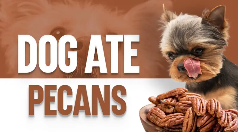 Can Dogs Eat Pecans