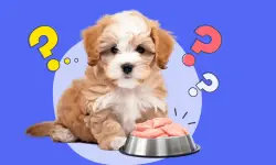 Can Dogs Eat Raw Chicken? What You Should Know