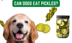 Can Dogs Have Pickles? Everything You Need to Know