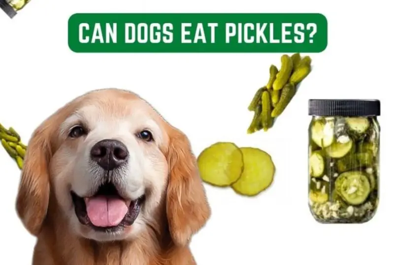 Can Dogs Have Pickles