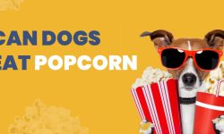 Can Dogs Have Popcorn? What You Need to Know