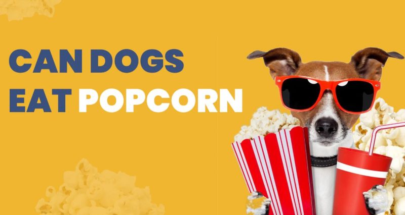 Can Dogs Have Popcorn