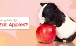 Can Guinea Pigs Eat Apples? Everything You Need to Know