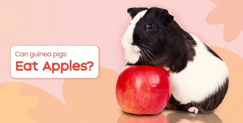 Can Guinea Pigs Eat Apples