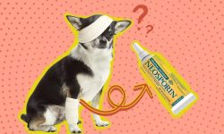 Can You Safely Use Neosporin on Dogs? A Comprehensive Guide