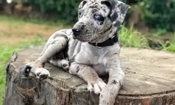 Catahoula Leopard Dog: The Ultimate Guide to This Unique Breed