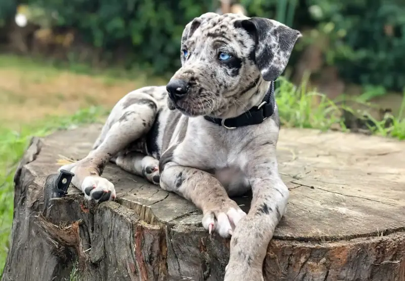 Catahoula Leopard Dog