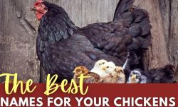 1500+ Best Chicken Names