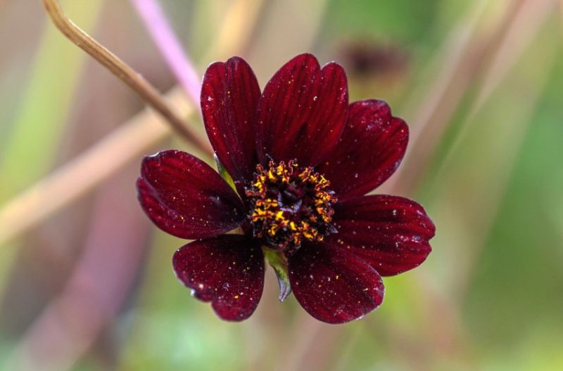 Cosmos Flowers