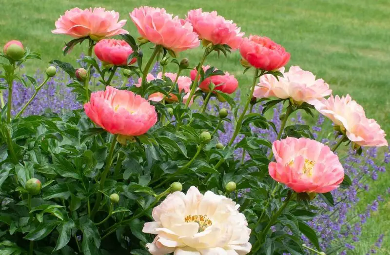 Peonies Flowers