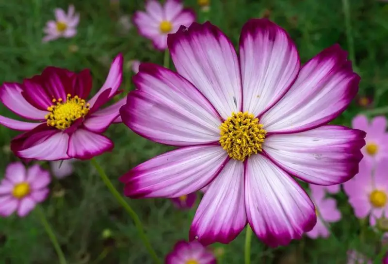 Cosmos Flowers