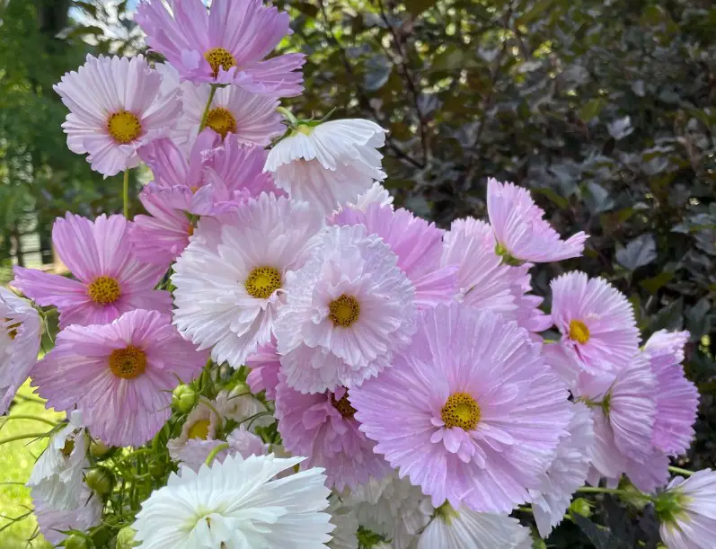 Cosmos Flowers