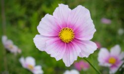 20 Types of Cosmos Flowers for Your Garden with Pictures