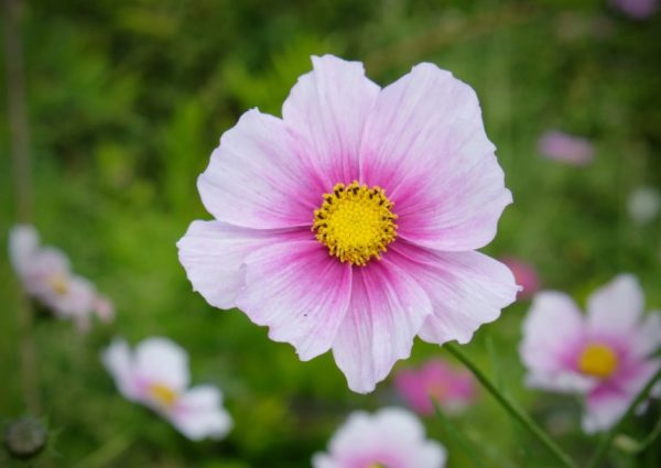 Cosmos Flowers