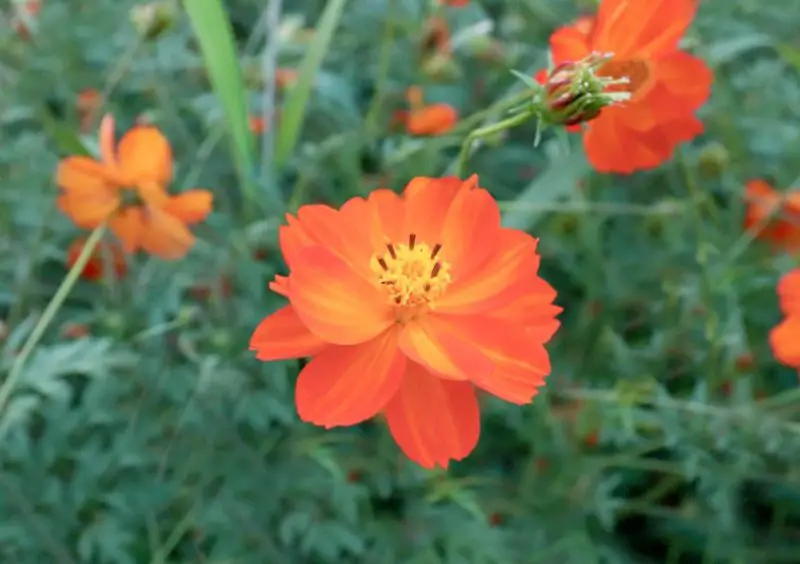 Cosmos Flowers