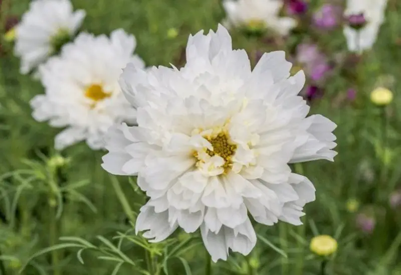 Cosmos Flowers