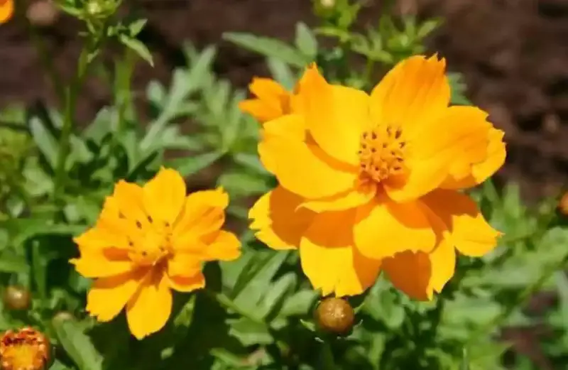 Cosmos Flowers