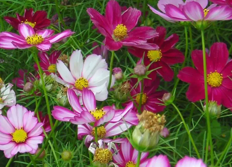 Cosmos Flowers