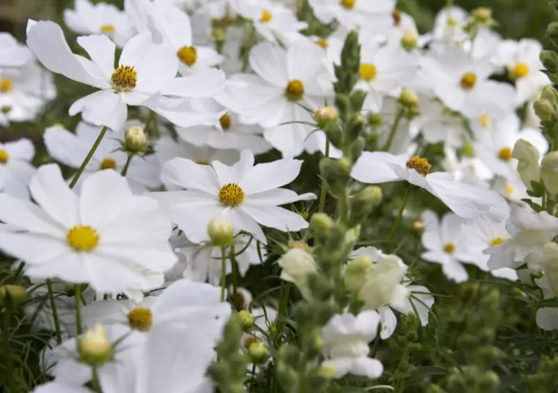 Cosmos Flowers