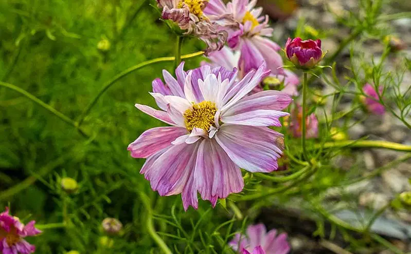 Cosmos Flowers