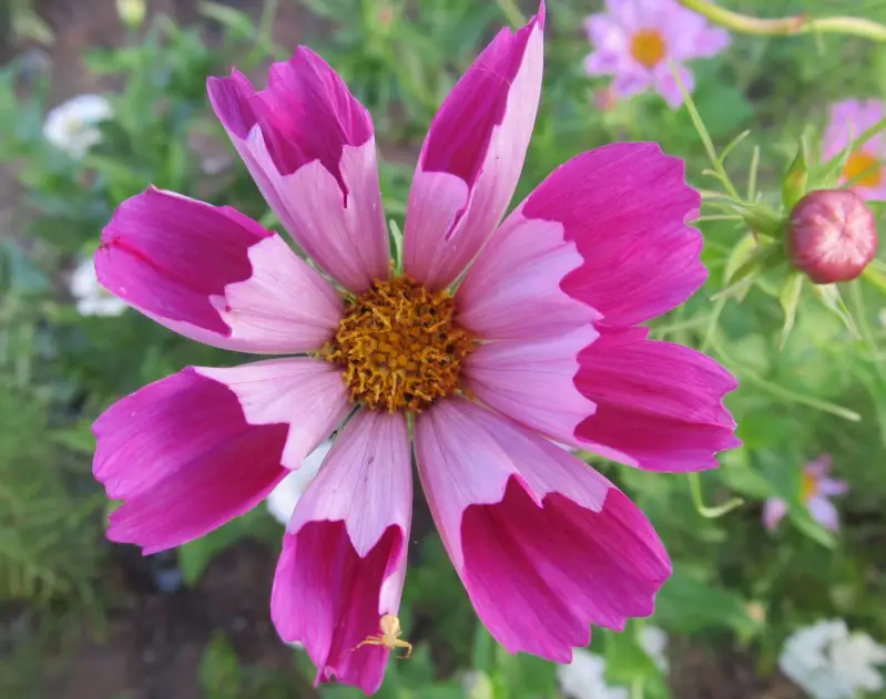 Cosmos Flowers