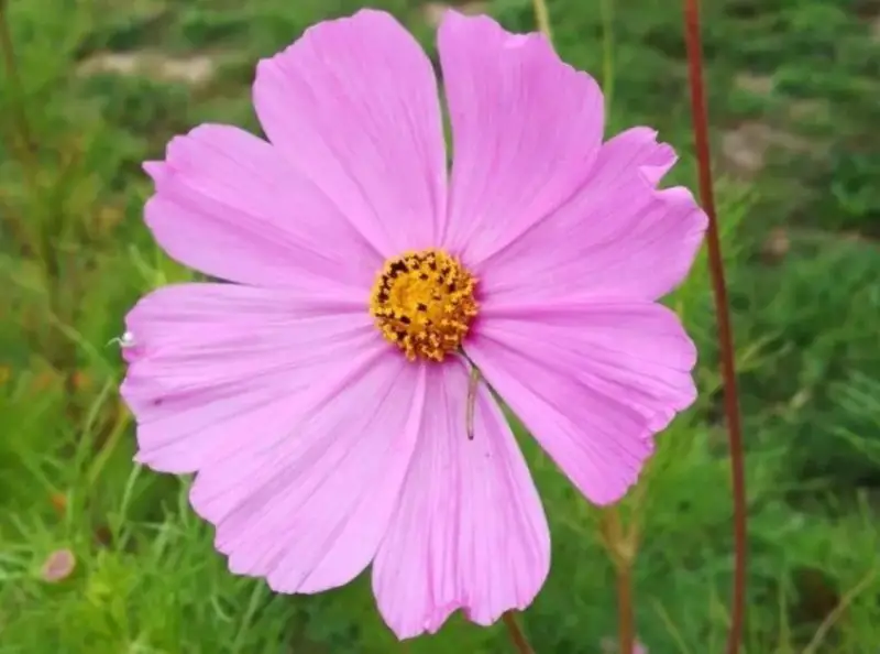 Cosmos Flowers