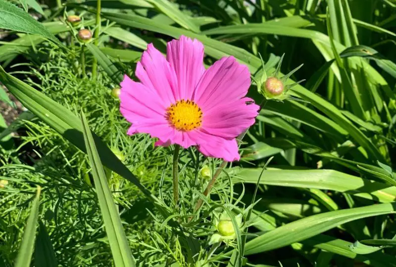 Cosmos Flowers