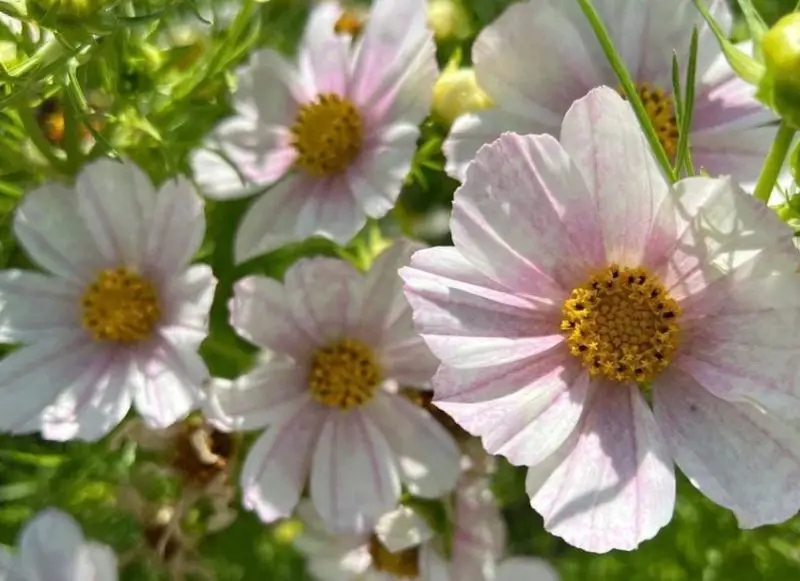 Cosmos Flowers