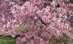 Crabapple Tree Care and Growing Guide with Ultimate Tips