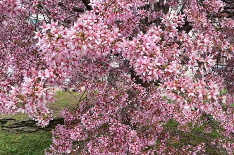 Crabapple Tree Care